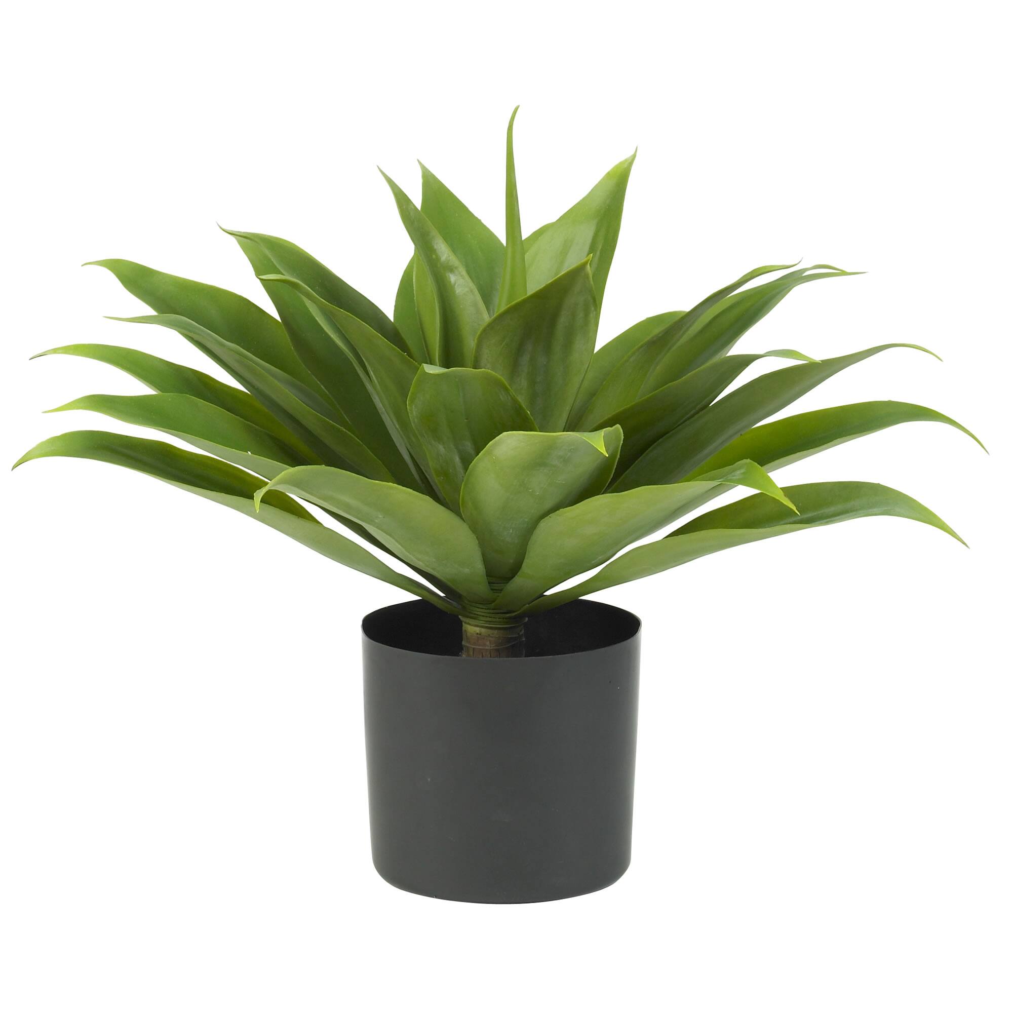 2ft. Potted Agave Plant